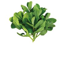 애플민트 생잎 큰 잎 100g/모히또용, 1봉
