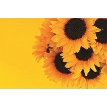 하우디 플라워벽지 F-868