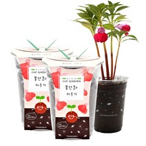 틔움세상 컵가든 봉선화 키우기, 2개입