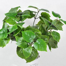 조아트 지피식물 코튼우드, 혼합 색상