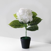 블루밍앤미 조화 수국 프렌치 블랙 포트, 화이트, 1개