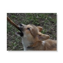 리틀하이커 Dog 캔버스 프린팅 액자 A3W36 28