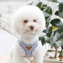 이츠독 스위티엔젤 하네스, 블루_M