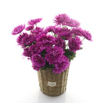 다우에프앤지 조화 국화 3p, 퍼플