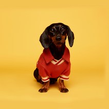 플로트 강아지 V넥 피케 셔츠, 오렌지