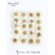 체크스토리 압화꽃송이 마가렛 소, 염색화이트