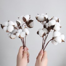 모리앤 드라이플라워 목화 8송이 2p, 혼합색상