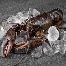 바이킹마켓 캐나다산 활랍스터, 790g, 1개