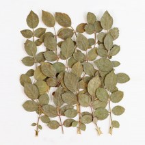 체크스토리 압화 장미잎 20p, 자연