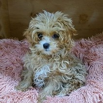 개편한세상 강아지 빈백, 핑크