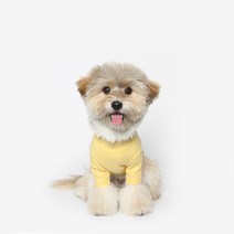 투스투스 강아지 골지 목폴라, 옐로우