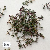 국내산 타임, 10g, 5개