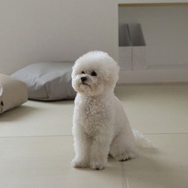 눈독들이다 반려동물 매트 4p, 소프트팝