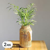 그리니움 수경식물 테이블야자 + 라탄 화병 세트, 혼합색상, 2세트