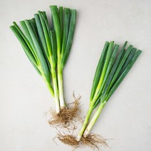 국내산 흙대파, 750g, 1개