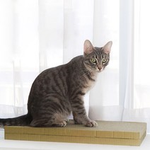 네이쳐리빙 토모 고양이 장난감 평판 스크래쳐, 혼합 색상, 2개입