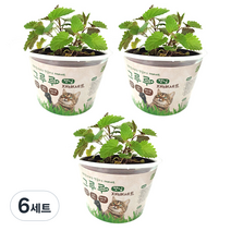 힐링타임 고양이 그루루 재배세트, 캣닢, 6세트