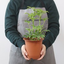 모리앤 토기 플라스틱 화분 12p