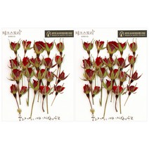 체크스토리 장미 봉우리 압화 소 40p, 자연