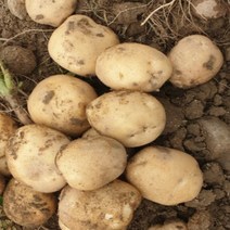 [산지직송] 햇 감자 수미 10kg 5kg 못난이 정품, 못난이 5kg 특