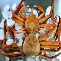 포항 구룡포 자숙 연지 박달 홍게, 박달형 홍게 대(400g) 5마리