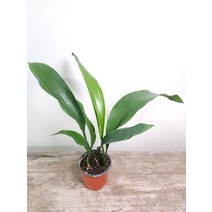 동양적매력 엽란 소품 공기정화식물 20~40cm 39