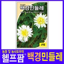 헬프팜 백경민들레 100립 씨앗 종묘 그린하트바이오