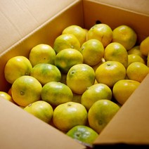 제주 효돈 하우스 감귤 노지 타이백 비가림 고당도 가정용 귤, 3KG(25-35과), 선물용(로얄대과), 1개