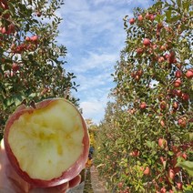 당도선별 경북 꿀 사과 2kg 5kg 10kg 사과, 1박스, 04.가정용사과2kg/ 대과