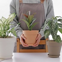 주부 홈가드닝 식물테리어 아스파라거스나누스 화분 상추키우기 실내텃밭, 화이트_2호, 1개