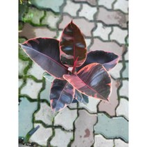 루비수채화고무나무 중대품 40~60cm 119