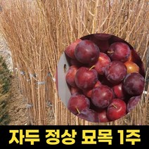 자두묘목 1주 정상 과실수 묘목 과일나무 결실수