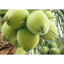 베트남식품 coconut 생코코넛 Dua tuoi, BOX(12개)