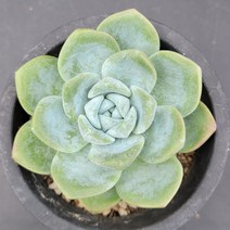 꽃다리 아이시그린 61 다육식물 다육이 아이만배송