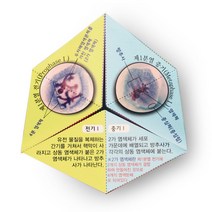 세포분열 종이접기 (체세포분열) SN636