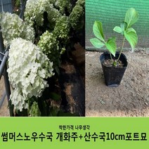 착한가격 나무생각 썸머스노우수국개화주+산수국10cm포트묘 1+1이벤트