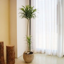 공기정화 카페식물 드라세나 자바 대형 화분