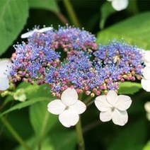 차수국 묘목 품종 (툰베리 하이드랜티아) 산수국 6치포트묘 수국묘목 감차수국 네덜란드 수입 수국모종