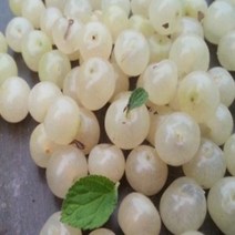 묘목/앵두나무 화이트앵두 백앵두/ 접목1년/2주 kk702