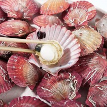 [제철특가] 당일채취 통영 홍가리비, 1개, 홍가리비 3kg(75미내외)