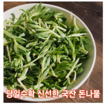 [국내산/국산] 신선한 돈나물 1kg 2kg 당일채취 돗나물 돌나물 돈 돗 녹즙 재료 즙용 주스용 녹즙용 채소 야채, 500g