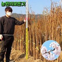 벚꽃나무 묘목 1년생 왕 벚나무 겹벚나무 수양벚 능수벚 3년생, 왕벚나무, 1m80