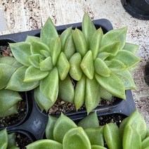 [올식스] 펄그레이 군생, 1개