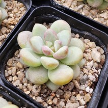 [다육식물]버블캔디, 1개