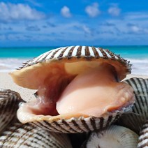 [벌교직송] 살이꽉찬 새꼬막 당일새벽조업, 대품5kg