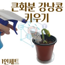 ELI/큰화분 강낭콩 기르기 키우기 1인/식물 관찰 교과서제품