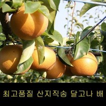ForU652 배 서양배 신고배 나주배 배즙 4kg 과일 추황 나주 신고 먹골 가격 서양, 상세페이지 참조