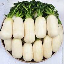 노마진 다섯번 세척한 아사삭 절인 오타리 총각무, 절임 오타리 총각무, 5.5kg
