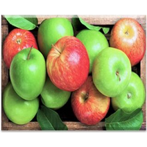 MJS 보석십자수 특대형 100 x 80 cm 풍수 해바라기 패브릭형, 홍청 사과