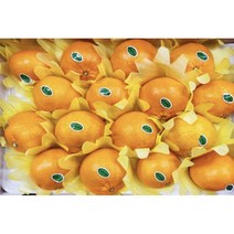 [제주 농장 직송] 제주 가정용 천혜향 (소과) 3kg 5kg 10kg, 천혜향 가정용 소과 10kg (55~65과)